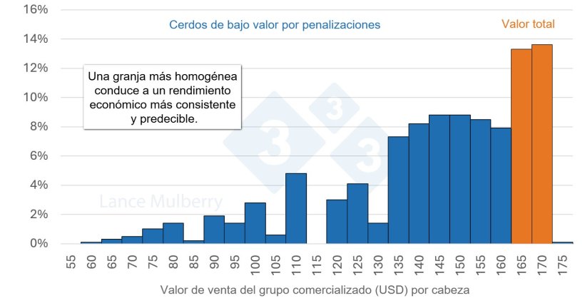 Figura 4: Reducir el número de cerdos de crecimiento lento no solo disminuye las posibles penalizaciones, sino también los costos derivados de ocupar menos plazas en los corrales y horas de mano de obra por cerdo, además de optimizar el índice de conversión.